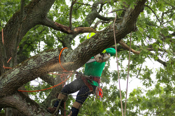 Best Tree Risk Assessment  in Perry, GA